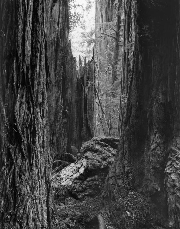 Circle of Trees